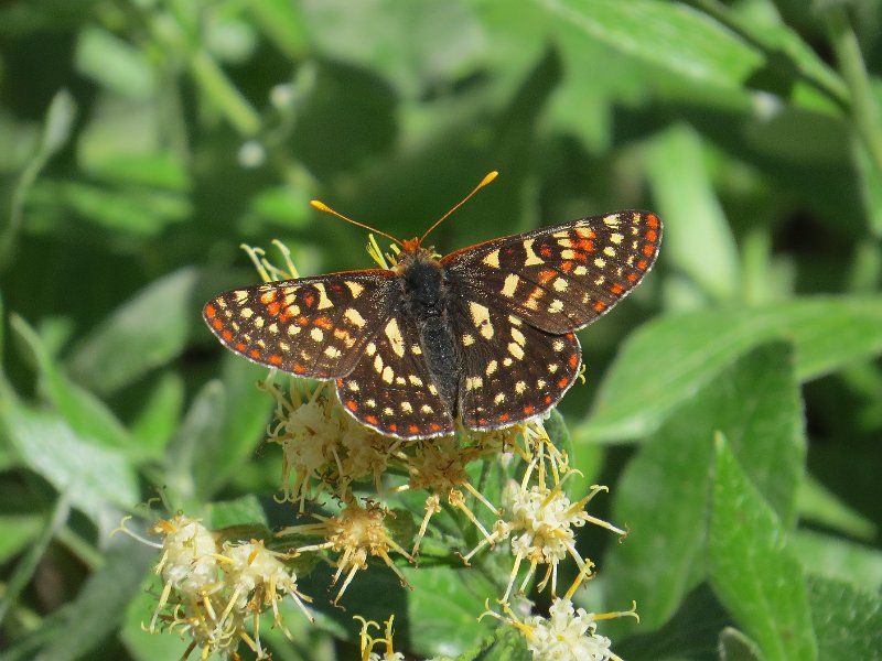 (57)Anicia Checkerspot.JPG